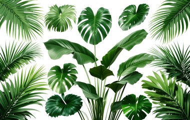 Lush Green Tropical Leaves with Exotic Munster and Palm Foliage for Botanical and Nature-Inspired Designs 