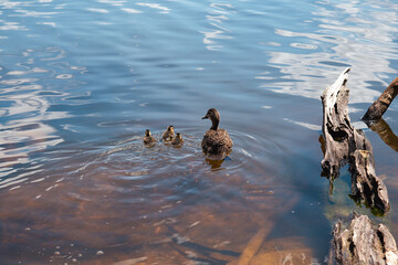 family of ducks in lake 