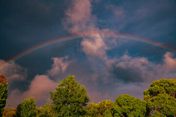 rainbow over the forest