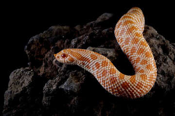 Albino Western hognose snakes isolated on black bacground, Albino Western hognose snakes on  rock