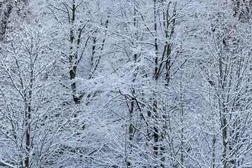 Alberi innevati d'inverno
