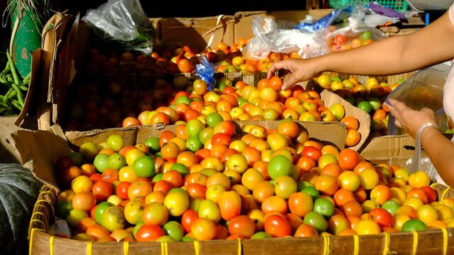 Vibrant display of fresh tomatoes at a Philippine market, with a vendor sorting produce, showcasing local agriculture, farm-to-market practices, and tropical culinary traditions.