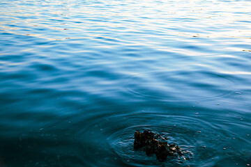 water surface with ripples and oysters 