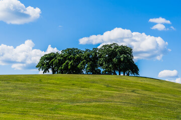 丘の上の木々