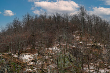 Montagna con alberi spogli