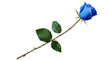 Single blue rose with green leaves on a long stem, isolated on a transparent background, symbolizing love, beauty, and uniqueness in a floral composition