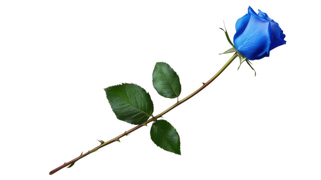 Single blue rose with green leaves on a long stem, isolated on a transparent background, symbolizing love, beauty, and uniqueness in a floral composition