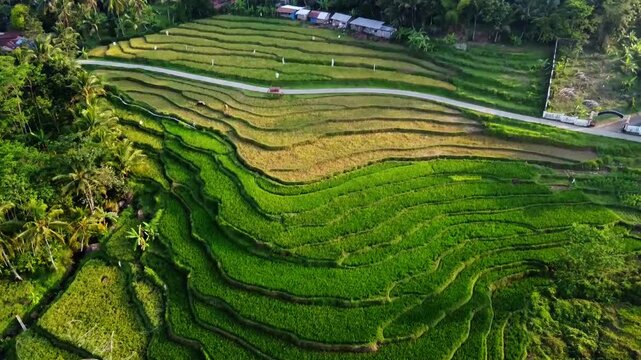 aerial panorama of agrarian rice fields landscape in the village of Central Java, like a terraced rice fields ubud Bali ASIA Indonesia	