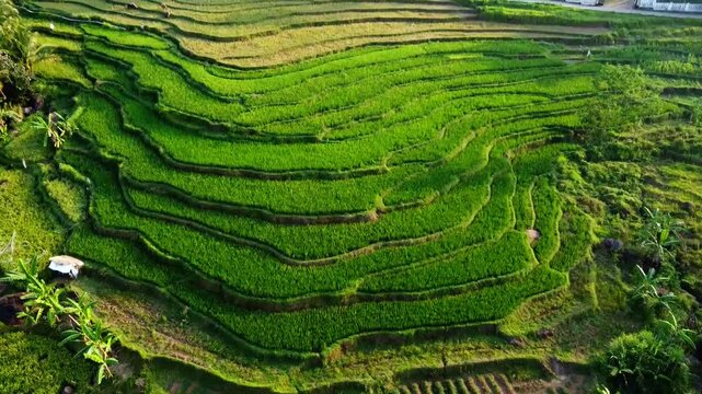 aerial panorama of agrarian rice fields landscape in the village of Central Java, like a terraced rice fields ubud Bali ASIA Indonesia	