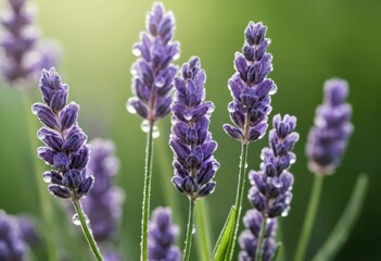 Fototapeta premium Dew-Kissed Lavender Blossoms: Close-up Macro Photography of Purple Flowers with Soft Green Background, Ideal for Website Banners and Social Media.