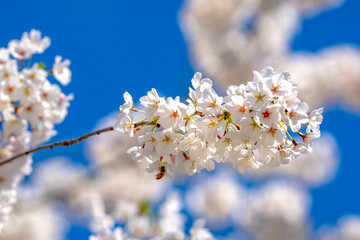 Sunny Spring Day. Spring background of branches of a blossoming tree on blue sky. Cherry blossoms trees in spring. White plum blossom, beautiful white flowers, plum branch. Bloom on branch.