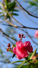 pink sweet oleander flower, (scientific name Nerium oleander L.) has its origins in the...