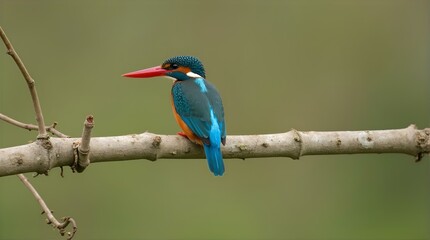 Obraz premium Stunning Stately Kingfisher Bird Perched on Branch Vibrant Blue Green Orange Colors Wildlife Photography Nature Image Exotic Bird