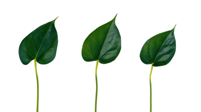 Three Green Leaves with Glossy Texture on Thin Stems Isolated on a White Background for Nature and Botanical Concept