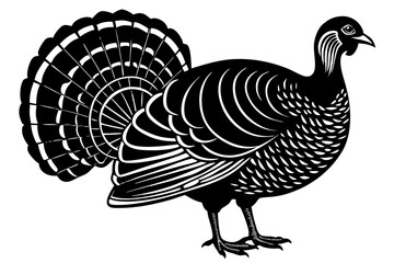Turkey cock bird animal silhouette