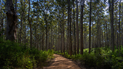 Boranup Forest, WA