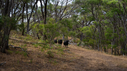 Cows in the Woods