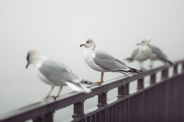A seagull perches gracefully on a metal railing, gazing into the foggy distance. The misty background creates a serene and contemplative atmosphere.