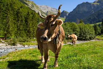 Cow with horns. Cattle, beeves. Cow at meadow. Beef cattle in green field. Cow in grassy pasture. Cow in the countryside. Cows graze on summer meadow. Rural landscapes with cows. Cows in a pasture.