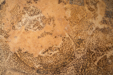 乾燥した瓢箪の表面