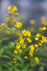 The Southern Urals, flowering yellow loosestrife (Lysimachia vulgaris).