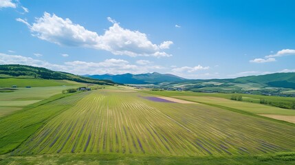Obraz premium Furano's scenic lavender countryside