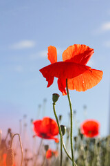 Obraz premium World War remembrance day. Red poppy is symbol of remembrance to those fallen in war.