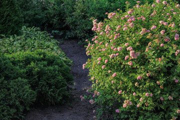 Spring Flowering Spireas (Spiraea betulifolia). Spiraea japonica with pink bloom. Pink blooming...