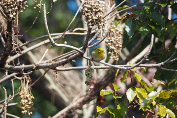 センダンの実を狙うメジロ