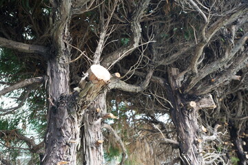 剪定された生垣の木