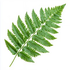 Intricate Green Fern Frond Isolated on White Background Detailed Closeup