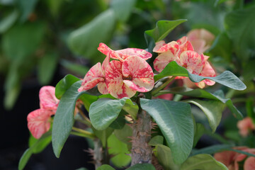 Close up of beautiful orange pattern euphorbia milii, crown of thorns, which is popularly grown in Thailand.