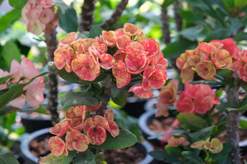 Close up of beautiful orange pattern euphorbia milii, crown of thorns, which is popularly grown in Thailand.