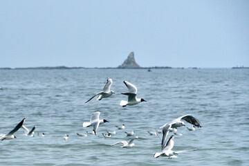 烏帽子岩の前を飛ぶユリカモメ