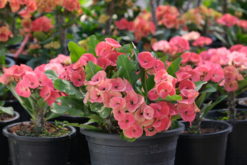 Close up of beautiful red euphorbia milii, crown of thorns, which is popularly grown in Thailand.