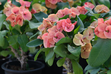Close up of beautiful orange pattern euphorbia milii, crown of thorns, which is popularly grown in Thailand.