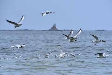 烏帽子岩の前を飛ぶユリカモメ