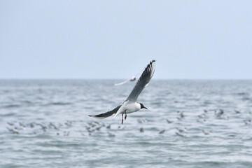 海上を飛ぶユリカモメ