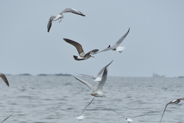 海上を飛ぶユリカモメ