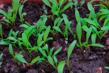 Green seedlings in the ground. The concept of agriculture and farming.