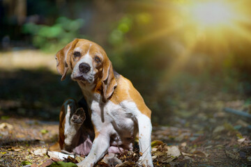 An adorable beagle dog is scratching its body while sitting on the dried leaves in the back yard.