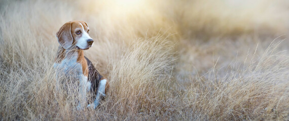 An adorable beagle dog sits on the meadow in the evening cover with golden sunlight. © kobkik