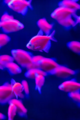 Glowing in vibrant neon colors, fluorescent fish create a mesmerizing underwater spectacle. These...