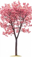 Naklejka premium Pink blossom tree against white background creating a spring mood with a single trunk