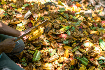 Cacao pod cut open to show cacao beans inside, Harvesting ripe yellow fresh cacao fruit, fresh cacao pods cut in half.