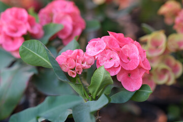 Close up of beautiful pink euphorbia milii, crown of thorns, which is popularly grown in Thailand.