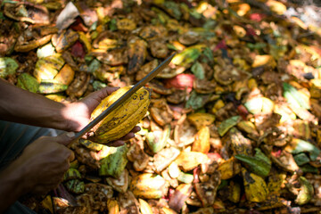 Naklejka premium Cacao pod cut open to show cacao beans inside, Harvesting ripe yellow fresh cacao fruit, fresh cacao pods cut in half.