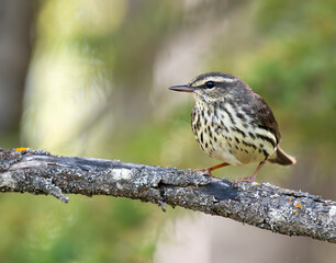 Northern Waterthrush on a Branch in the Forest