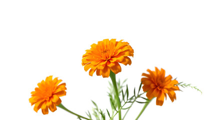Naklejka premium orange marigold flower on white background