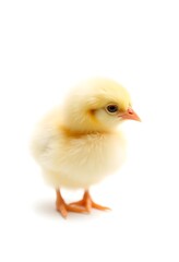 Obraz premium Fluffy Yellow Chickling: A Delicate, Soft Portrait